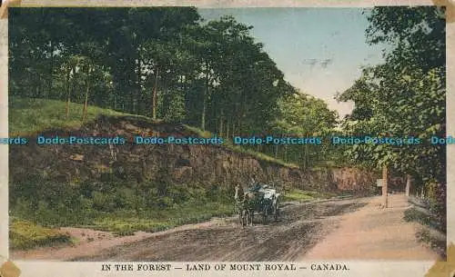 R007931 Im Wald. Land of Mount Royal. Kanada. Fine Art. 1931