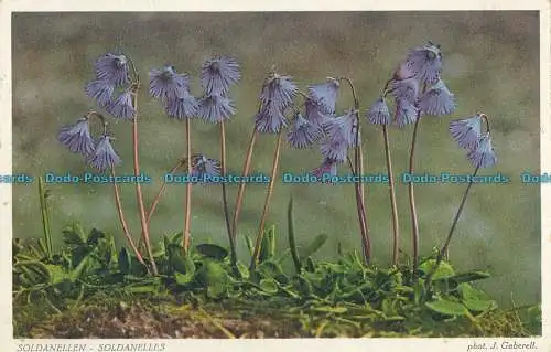 R008276 Soldanellen. Fotoglob. 1925
