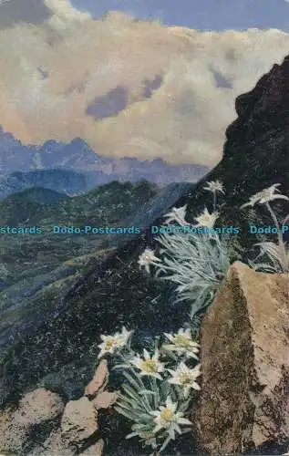 R009672 Leontopodium Alpinum. Photochromie