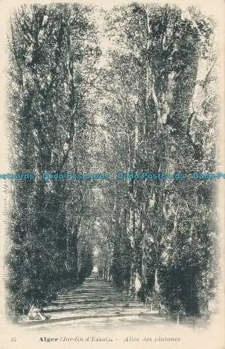 R009917 Alger. Jardin d Essai. Allee des Platanes