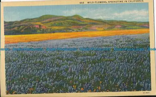 R015408 Wildblumen. Frühling in Kalifornien. 1943