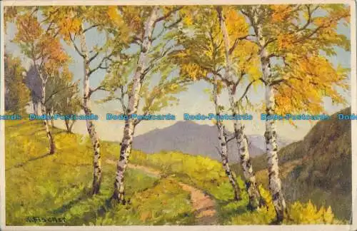 R021704 Alte Postkarte. Birken und Felder. 1935