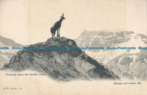 2018 Chamois dans les Hautes Alpes. Gemse auf Hoher Alp