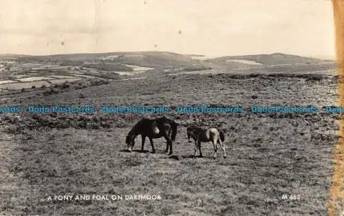 R041701 Ein Pony und Fohlen auf Dartmoor. Valentinstag. Nr M663. RP. 1961