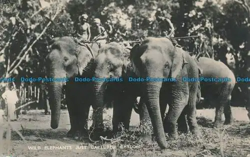 R045853 Wilde Elefanten gerade gefangen. Ceylon. Platte. 1955