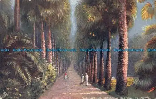 R051372 Palm Avenue. Botanischer Garten. Kalkutta. stecken. Oilette