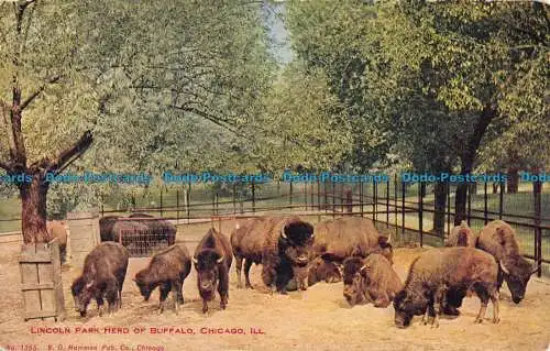 R054098 Lincoln Park Herd of Buffalo. Chicago. Ill. V. O. Hammon