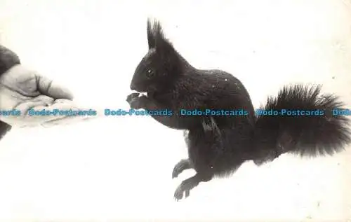 R055273 Animaux de Nos Montagnes. L Ecureuil. G. Rossat