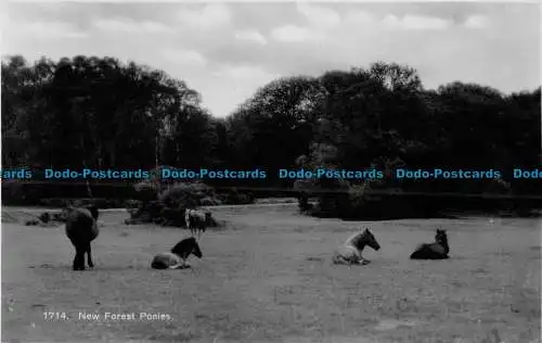 R056565 New Forest Ponys. Süßer. Sonnenschein. Nr 1714. RP