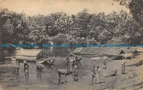 R057473 Eingeborene und Rinder baden im Fluss in Colombo. Platte. B. Hopkins