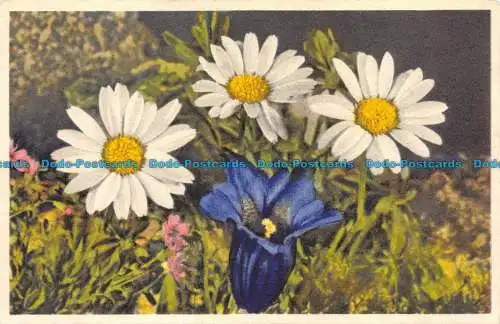 R057640 Daisy. Stehli. Nr 676