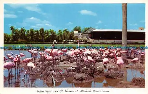 R058924 Flamingos und Clubhaus auf der Rennstrecke Hialeah. Golfstromkarte und Dis