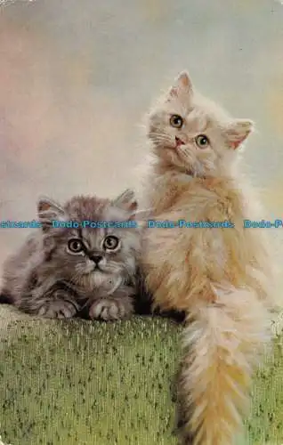 R066354 Zwei Katzen. 1970