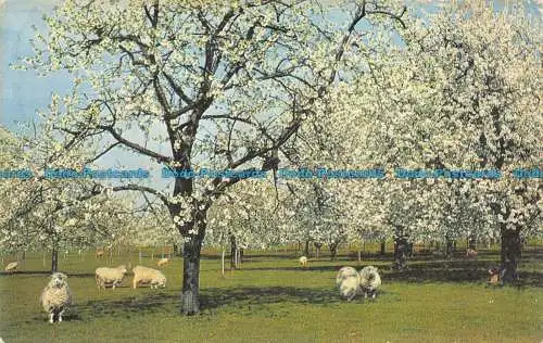 R067371 Ein Kentish Cherry Orchard. Lachs