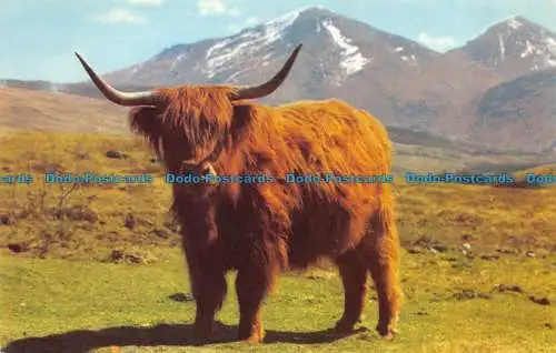 R068322 A Monarch of the Glen