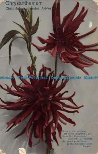 R081465 Chrysantheme. Fröhlichkeit unter Widrigkeiten. Wenn solche die beruhigende. 1910