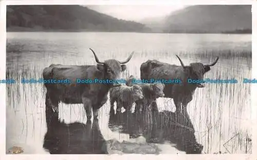 R091554 Hochlandkühe. Weiß. Am besten. RP