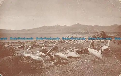 R093337 White Pelican Group
