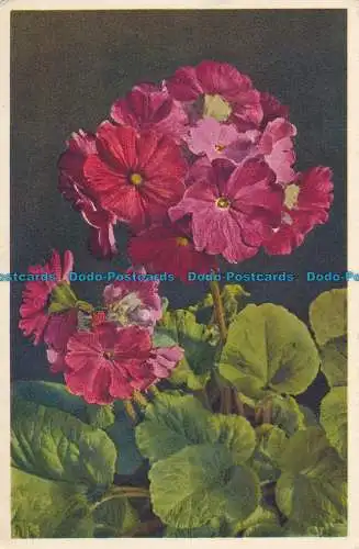 R102928 Becherprimel. Gyger und Klopfenstein. Nr 429