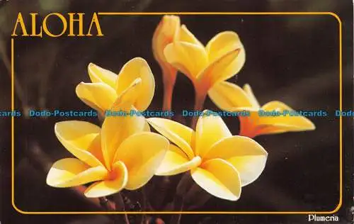 R105051 Aloha. Plumeria. Hawaiian Service. R. Wenkam