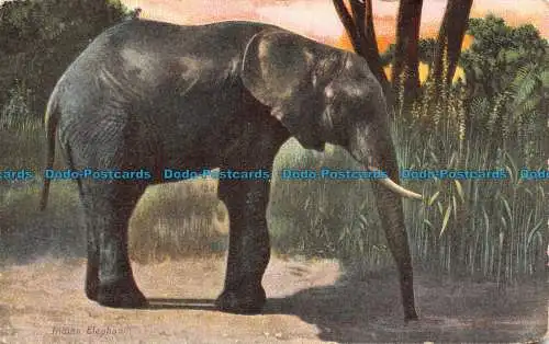 R105787 Indischer Elefant. 1909