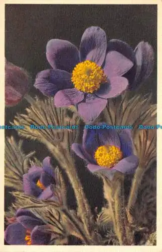 R112235 Anemone Pulsatilla. Pasque Flower. Gyger und Klopfenstein. B. Hopkins