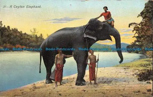 R116283 Ein Ceylon Elefant. Nr 37