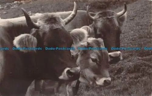 R117479 Alte Postkarte. Kühe