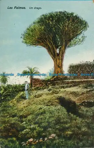 R117589 Las Palmas. Un Drago. Rodrigues Bros