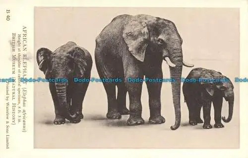 R119691 Afrikanischer Elefant. Waterlow