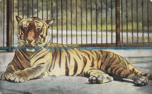 R119850 Tiger Zoological Gardens. London. Der Stern