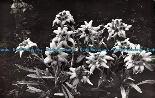 R121656 Edelweiß. A. Deriaz. Nr 8922