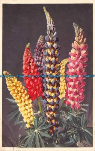 R124023 Lupine. Valentinstag. Blumenserie