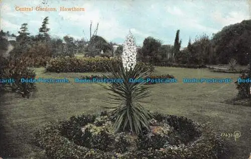 R142382 Central Gardens. Weißdorn. Valentines Serie. Bill Hopkins Collection