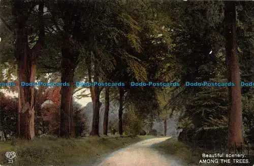 R165443 Schöne Landschaft zwischen den Bäumen. Schwerdtfeger