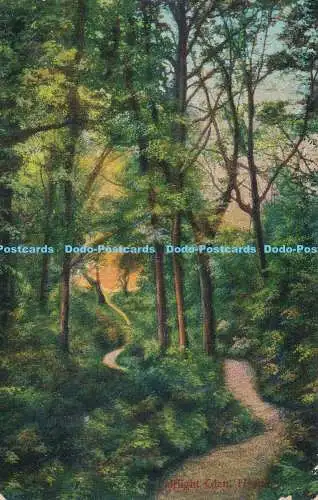R186261 Fairlight Glen. Hastings. 1913