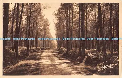 R183579 Paysages Landais. Vignes. 1952