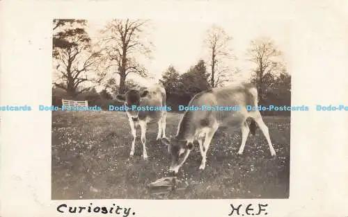 R187673 Curiosity. H.E.F. 1909