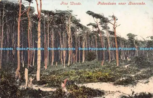 R187846 Kiefernhölzer. Pokesdown bei Boscombe