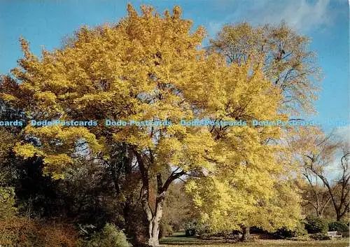 X000299 Der Norwegenahorn. Acer platanoides und Tilia petiolaris. der Anhänger Sil