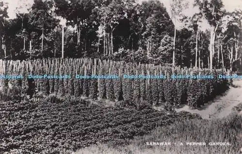 R694340 Sarawak. Ein Pfeffergarten. Kaiserliche Institute. Watkinson. 1948