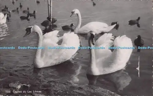 R703240 Cygnes du Lac Leman. Jaeger