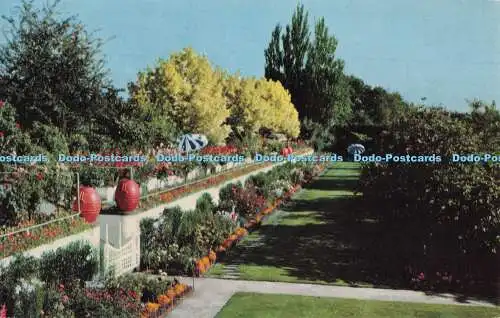 R704851 Erz. Portland. Lambert Gardens. Terrassengärten mit Blumen herrlich