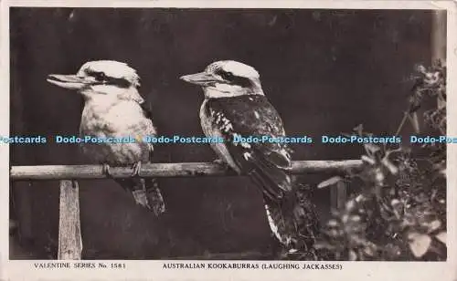 R698834 Australian Kookaburras. Lachende Esel. Valentine Publishing. Valent