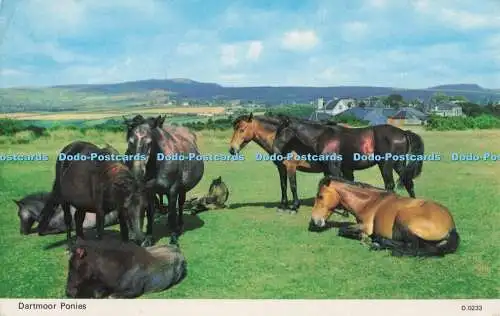 R705068 Dartmoor Ponys. E. T. W. Dennis