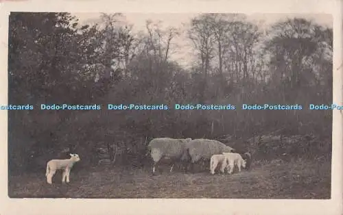 R703775 Lamm und Schaf. Postkarte