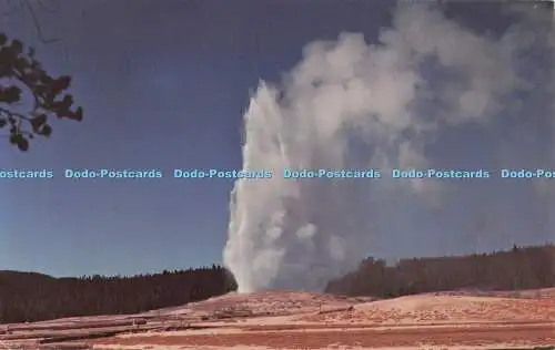 R705493 Old Faithful Geyser Yellowstone National Park. Hamilton Stores. H.S.Cr