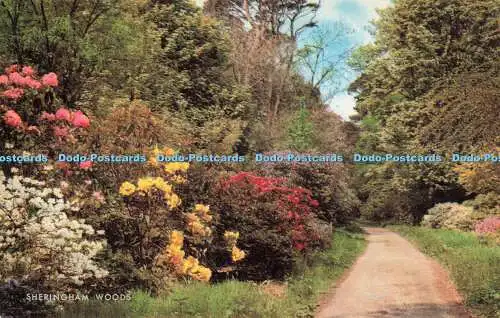 R704053 Sheringham Woods. J. Salmon. Postkarte