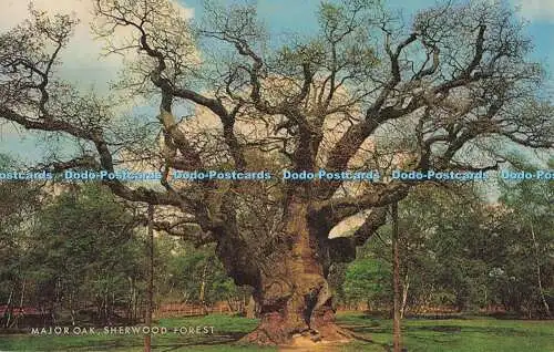 R705726 Sherwood Forest. Major Oak. J. Lachs