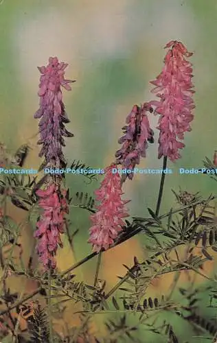 R706533 Britische Wildblumen. Getuftete Wicke. J. Lachs